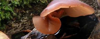 Auricularia