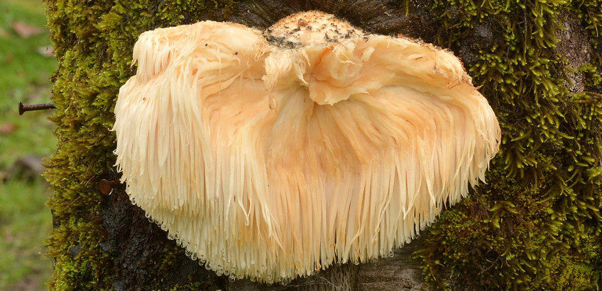 Hericium