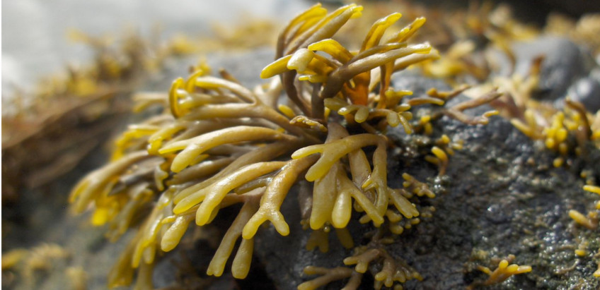 Barna tengeri alga Pelvetia canaliculata