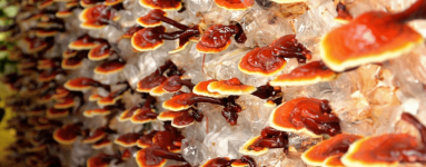 Reishi