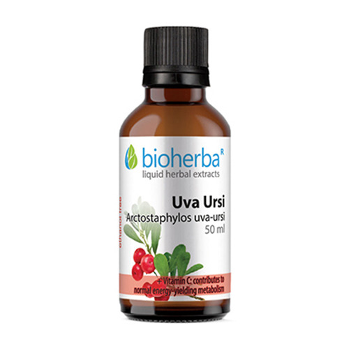 Medveđe grožđe (evergreen bearberry) tinktúra.